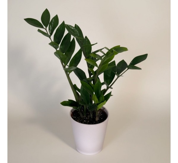 Saksıda Zamioculucas (Küçük)